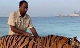 娱乐圈爆料老虎哥是谁,老虎哥身份大起底，真相令人震惊！